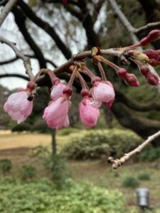 開花した枝垂桜